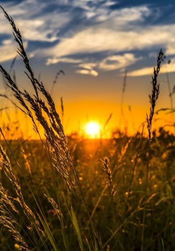wheat-2391348_1280