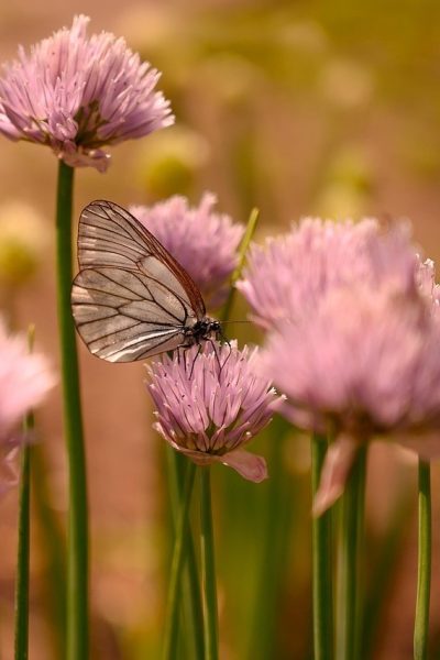 summer-5323538_1280
