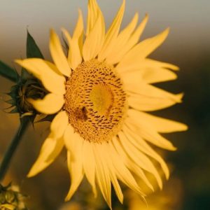 sunflower-9373246_1280