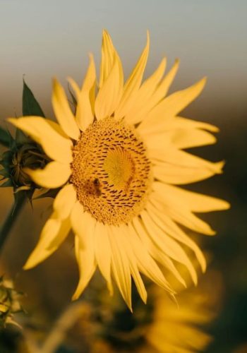 sunflower-9373246_1280