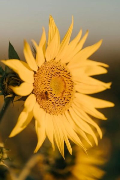 sunflower-9373246_1280