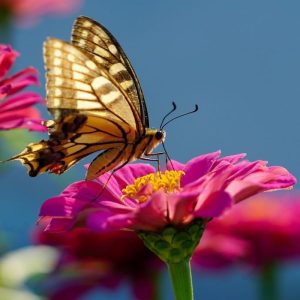 butterfly-6616627_1280