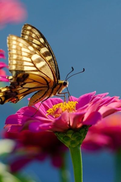 butterfly-6616627_1280