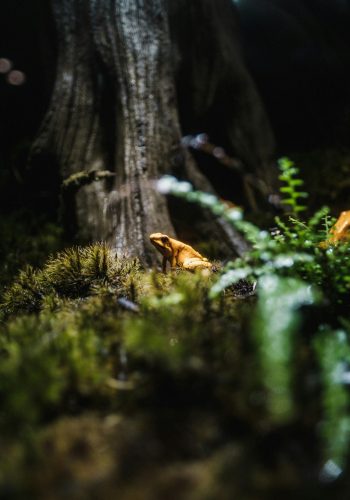 frog nature