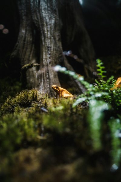 frog nature