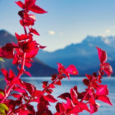 flower-7543035_1280