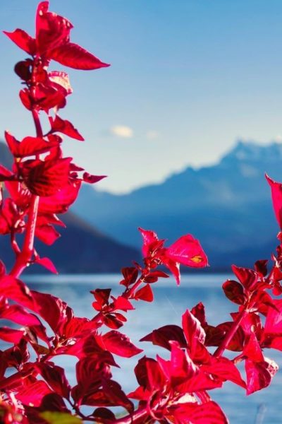 flower-7543035_1280