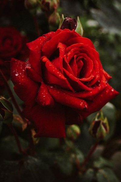 flowers-5455362_1280